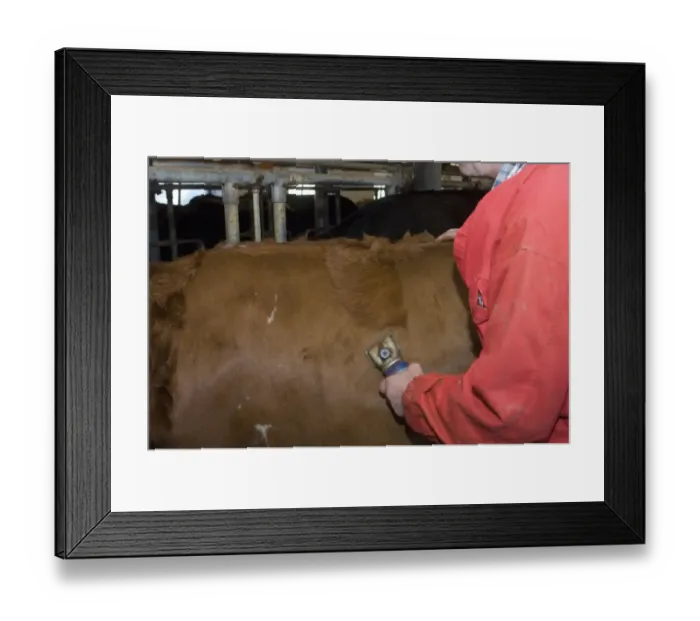 Framed Print : Dairy farmer clipping hair from coat of dairy cow, Sweden Framed Print : Dairy farmer clipping hair from coat of dairy cow, Sweden