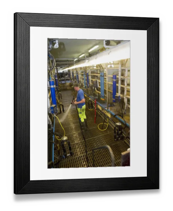 Framed Print : Dairy farmer cleaning milking parlour, hosing down slatted floor, Sweden, june Framed Print : Dairy farmer cleaning milking parlour, hosing down slatted floor, Sweden, june
