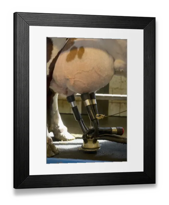 Framed Print : Dairy farming, close-up of cluster unit attached to udder of dairy cow, Sweden, june Framed Print : Dairy farming, close-up of cluster unit attached to udder of dairy cow, Sweden, june