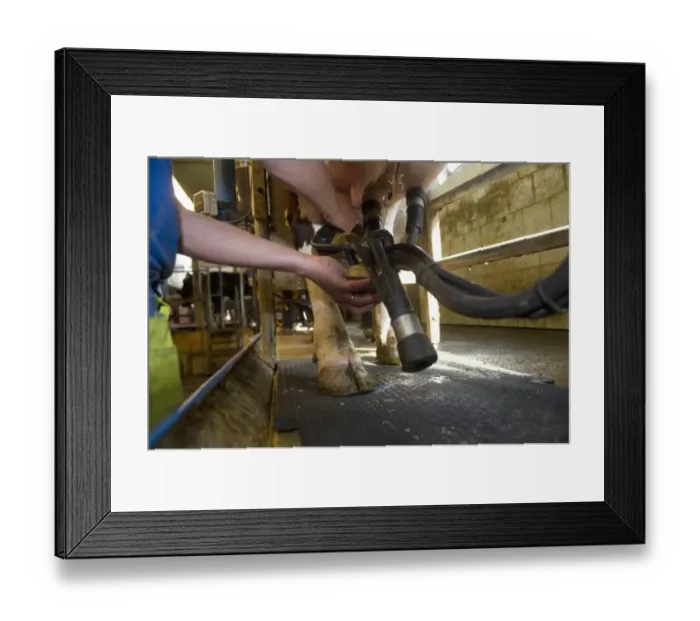 Framed Print : Dairy farmer working in milking parlour, attaching cluster unit to udder of dairy cow, Sweden, june