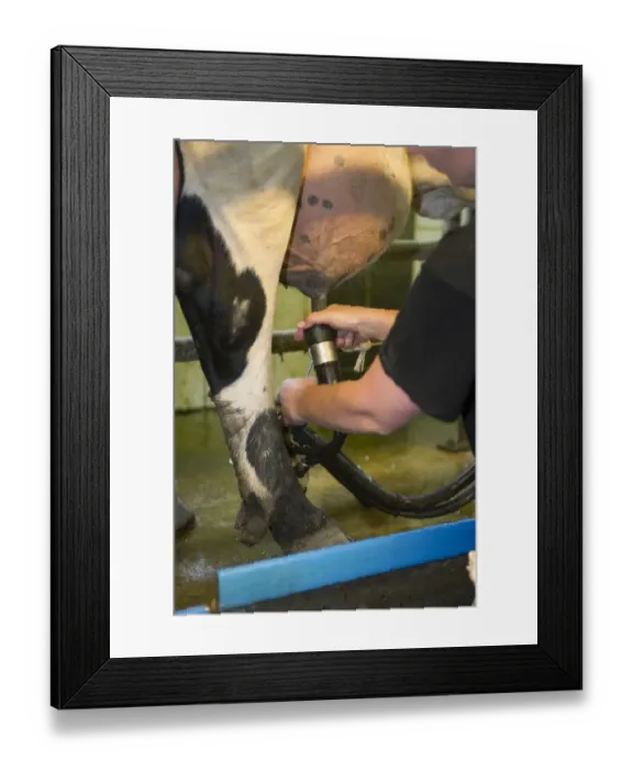 Framed Print : Dairy farmer working in milking parlour, attaching cluster unit to udder of dairy cow, Sweden, june Framed Print : Dairy farmer working in milking parlour, attaching cluster unit to udder of dairy cow, Sweden, june