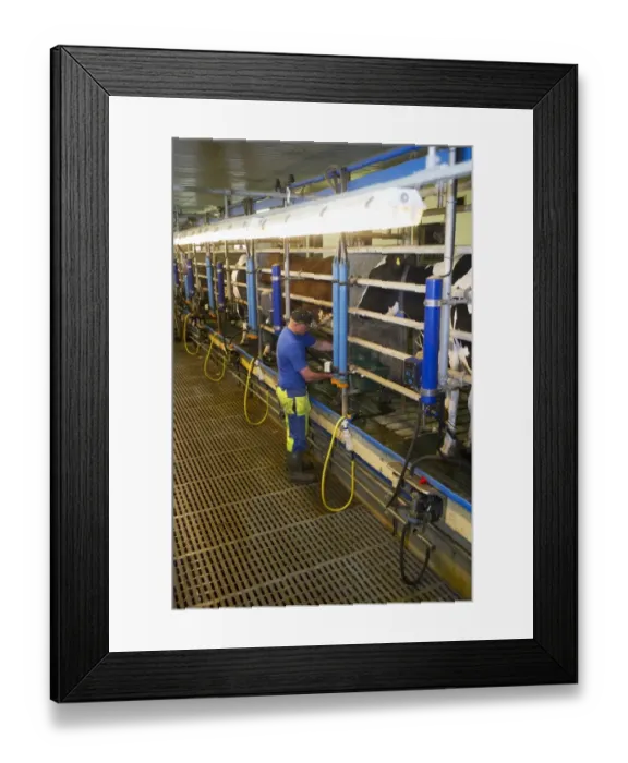 Framed Print : Dairy farmer working in milking parlour, milking cows, Sweden, june Framed Print : Dairy farmer working in milking parlour, milking cows, Sweden, june