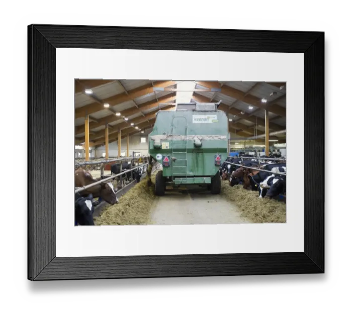 Framed Print : Dairy farming, dairy herd, cows feeding on silage, unloaded from tractor with Keenan mixer feeder wagon Framed Print : Dairy farming, dairy herd, cows feeding on silage, unloaded from tractor with Keenan mixer feeder wagon