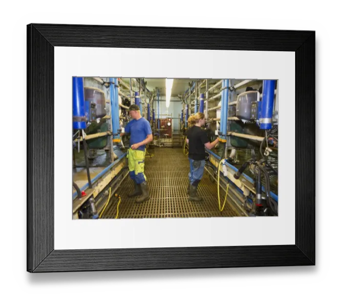 Framed Print : Dairy farmers working in milking parlour, milking cows, Sweden, june Framed Print : Dairy farmers working in milking parlour, milking cows, Sweden, june