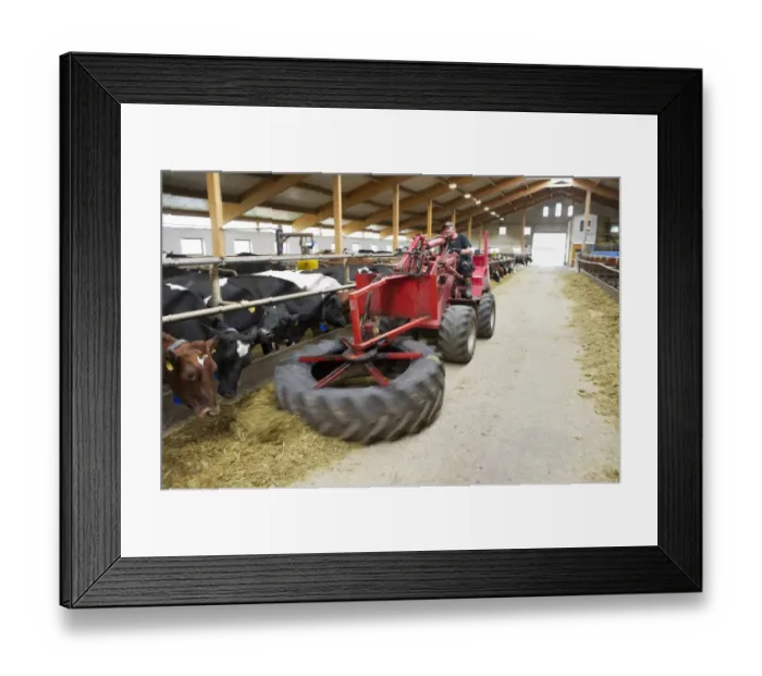 Framed Print : Dairy farming, dairy herd, Weidemann loader pushing up silage in channel, in loose housing on organic farm, Sweden