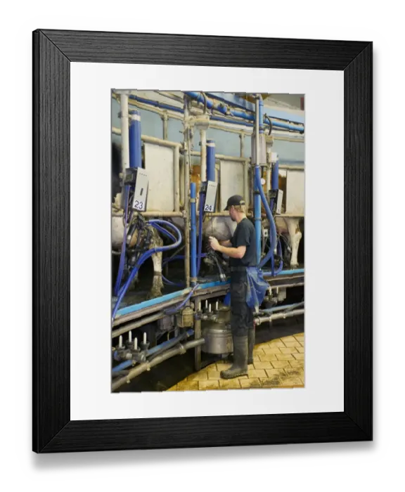 Framed Print : Dairy farming, dairy cows, with dairyman in rotary milking parlour on organic farm, Sweden, august Framed Print : Dairy farming, dairy cows, with dairyman in rotary milking parlour on organic farm, Sweden, august