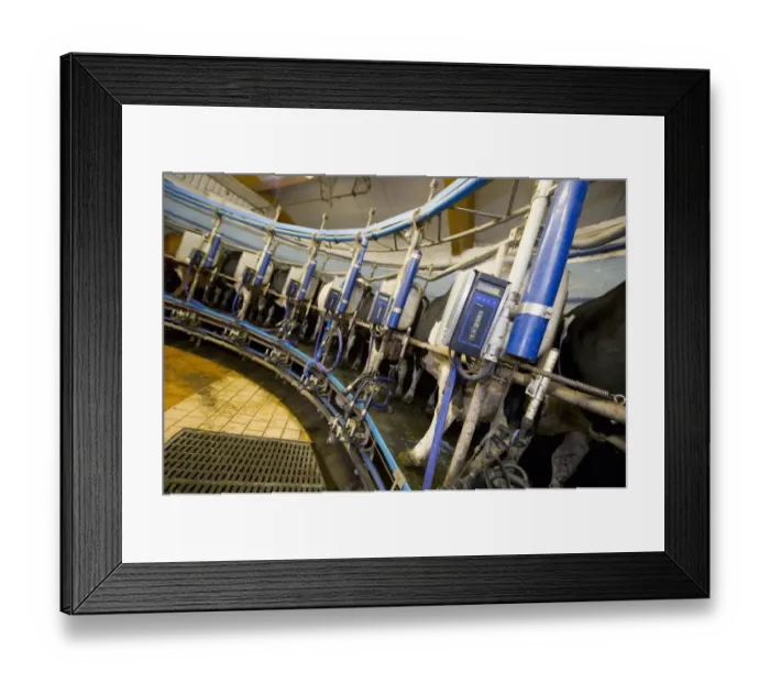 Framed Print : Dairy farming, dairy cows, in rotary milking parlour on organic farm, Sweden, august Framed Print : Dairy farming, dairy cows, in rotary milking parlour on organic farm, Sweden, august