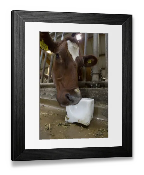 Framed Print : Dairy farming, dairy cow, close-up of head, licking salt block, in loose housing on organic farm, Sweden, august Framed Print : Dairy farming, dairy cow, close-up of head, licking salt block, in loose housing on organic farm, Sweden, august