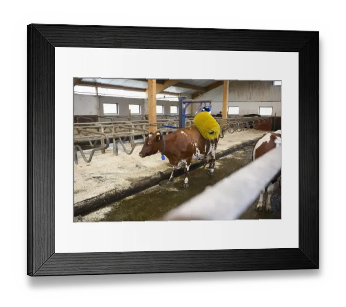 Framed Print : Dairy farming, dairy cow using cow brush in cubicle house on organic dairy farm, Sweden, august Framed Print : Dairy farming, dairy cow using cow brush in cubicle house on organic dairy farm, Sweden, august