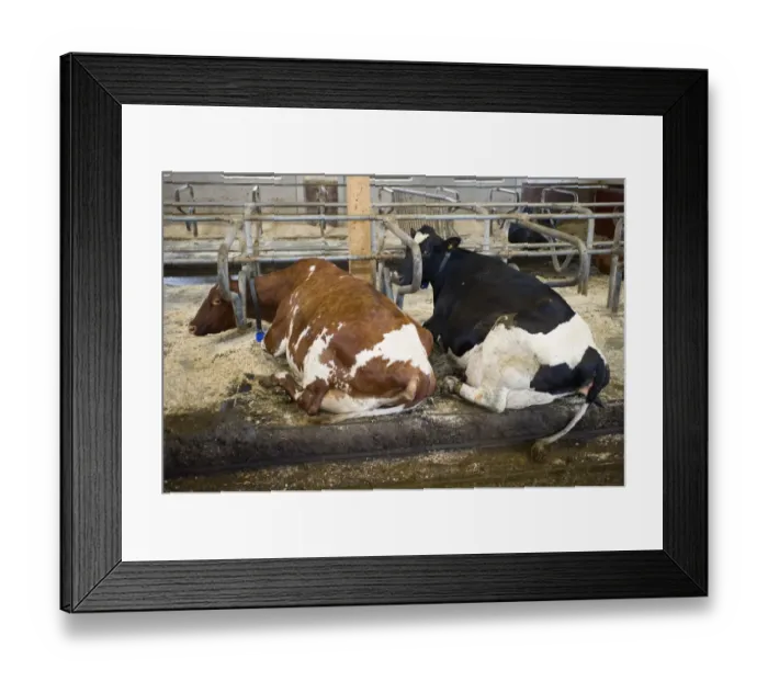 Framed Print : Dairy farming, dairy cows, resting in cubicle house on organic farm, Sweden, august