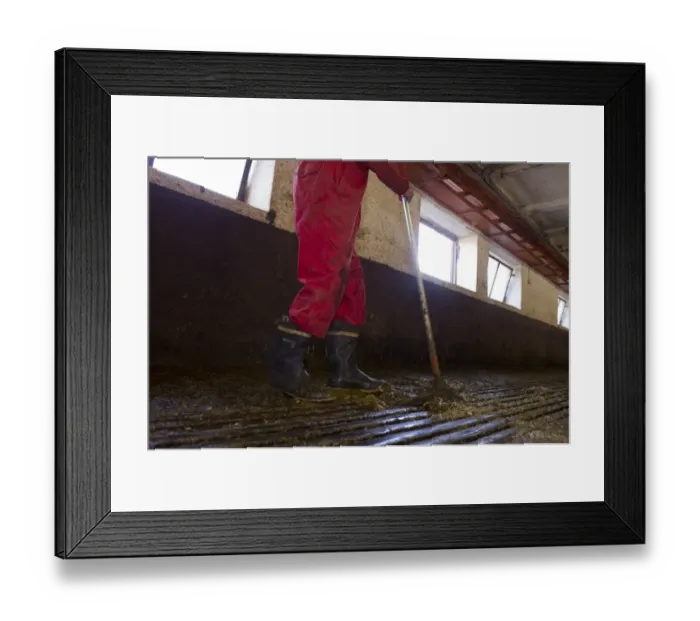Framed Print : Dairy farmer cleaning milking parlour with scrapper after morning milking, Tierp, Sweden, july Framed Print : Dairy farmer cleaning milking parlour with scrapper after morning milking, Tierp, Sweden, july