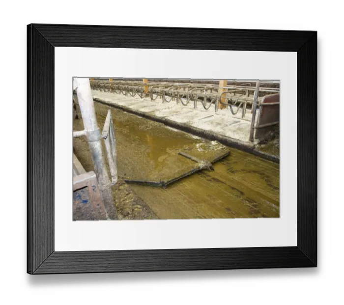 Framed Print : Muck channel and scrapper in cubicle house on organic dairy farm, Sweden, august Framed Print : Muck channel and scrapper in cubicle house on organic dairy farm, Sweden, august