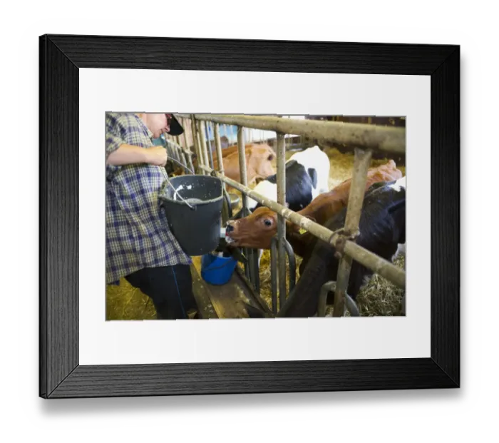 Framed Print : Dairy farmer feeding dairy calves milk from bucket, housed indoors, Sweden, july Framed Print : Dairy farmer feeding dairy calves milk from bucket, housed indoors, Sweden, july
