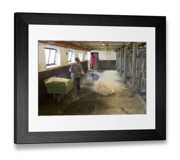 Framed Print : Dairy farmers cleaning and spreading sawdust in milking parlour after morning milking, Tierp, Sweden, july Framed Print : Dairy farmers cleaning and spreading sawdust in milking parlour after morning milking, Tierp, Sweden, july