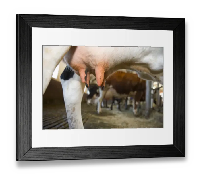 Framed Print : Dairy farming, dairy cows, close-up of udder, herd in milking parlour, Sweden, july Framed Print : Dairy farming, dairy cows, close-up of udder, herd in milking parlour, Sweden, july