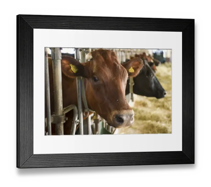 Framed Print : Dairy farming, dairy cows, close-up of head, herd feeding on silage from passage in milking parlour, Sweden, july Framed Print : Dairy farming, dairy cows, close-up of head, herd feeding on silage from passage in milking parlour, Sweden, july