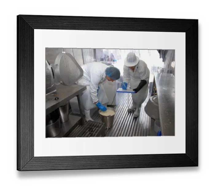 Framed Print : Workers taking temperature from bucket of cream, prior to making organically made butter from unpasteurized milk Framed Print : Workers taking temperature from bucket of cream, prior to making organically made butter from unpasteurized milk