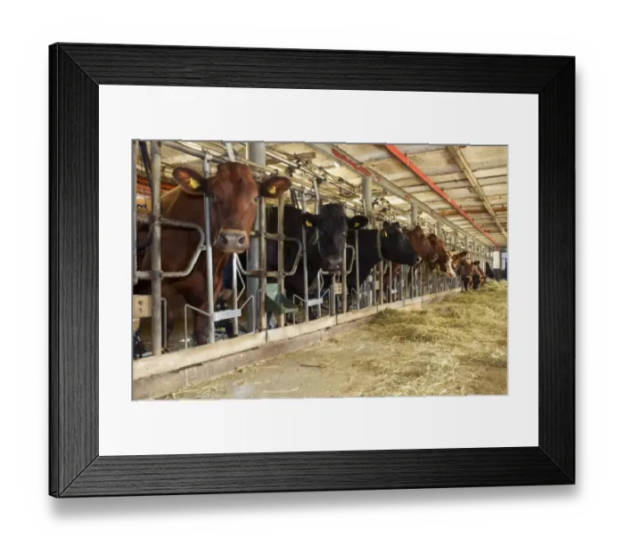 Framed Print : Dairy farming, dairy cows, herd feeding on silage from passage in milking parlour, Sweden, july Framed Print : Dairy farming, dairy cows, herd feeding on silage from passage in milking parlour, Sweden, july