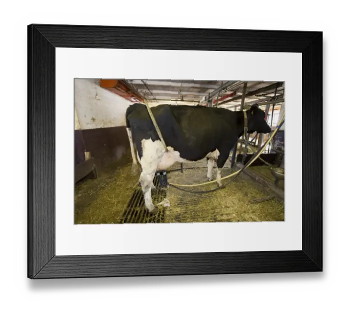 Framed Print : Dairy farming, dairy cow, with bow to prevent kicking, being milked in milking parlour, Sweden, july