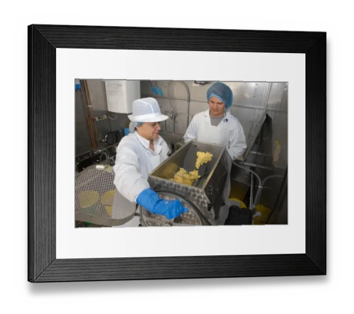 Framed Print : Workers using churn, making organically made butter from unpasteurized milk, on organic dairy farm, Hook and Son
