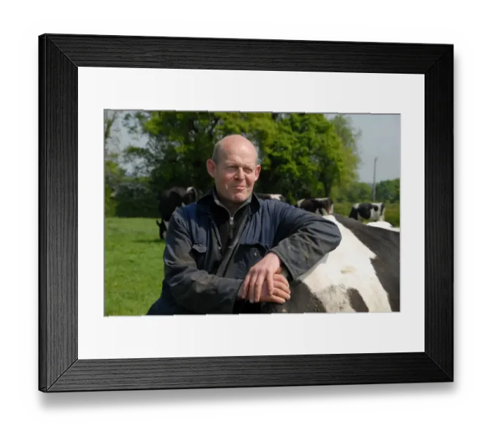 Framed Print : Dairy farmer Steve Hook with Friesian cows in herd on organic dairy farm, featured in The Moo Man documentary film Framed Print : Dairy farmer Steve Hook with Friesian cows in herd on organic dairy farm, featured in The Moo Man documentary film