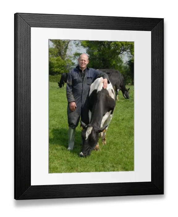 Framed Print : Dairy farmer Steve Hook with Friesian cows in herd on organic dairy farm, featured in The Moo Man documentary film Framed Print : Dairy farmer Steve Hook with Friesian cows in herd on organic dairy farm, featured in The Moo Man documentary film