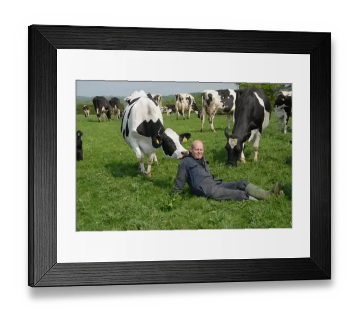 Framed Print : Dairy farmer Steve Hook with Friesian cows in herd on organic dairy farm, featured in The Moo Man documentary film Framed Print : Dairy farmer Steve Hook with Friesian cows in herd on organic dairy farm, featured in The Moo Man documentary film