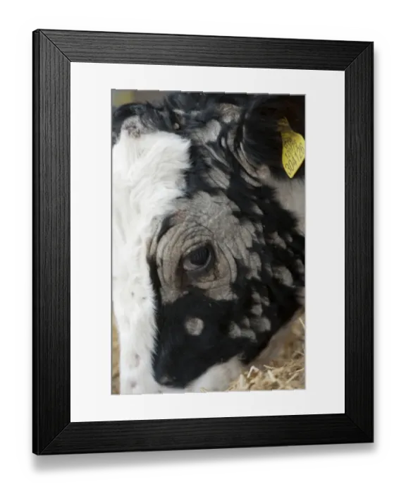 Framed Print : Dairy farming, young dairy heifer, with Ringworm infection, close-up of head, North Yorkshire, England, November Framed Print : Dairy farming, young dairy heifer, with Ringworm infection, close-up of head, North Yorkshire, England, November