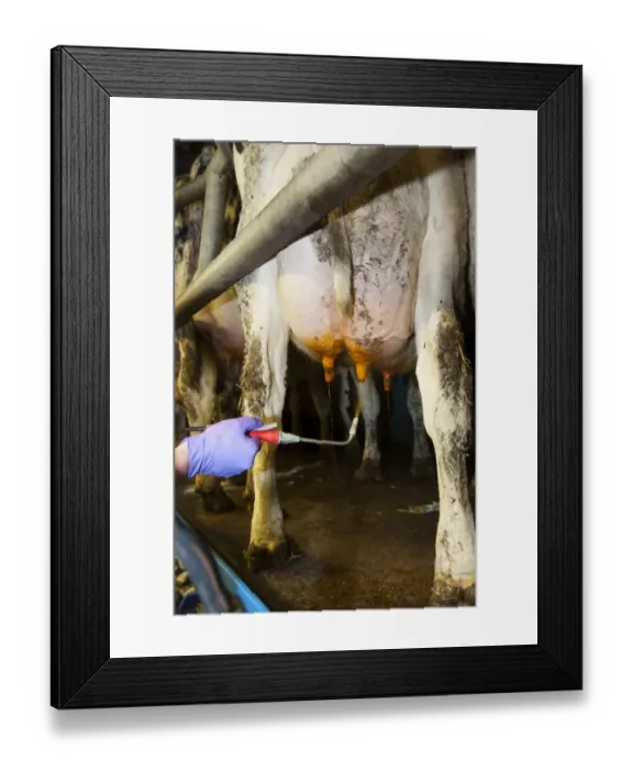 Framed Print : Dairy farming, farmer spraying cow udder with iodine solution to help prevent disease and infection