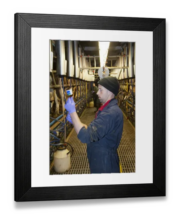 Framed Print : Dairy farming, farmer preparing injection for cow, in milking parlour, North Yorkshire, England, November Framed Print : Dairy farming, farmer preparing injection for cow, in milking parlour, North Yorkshire, England, November
