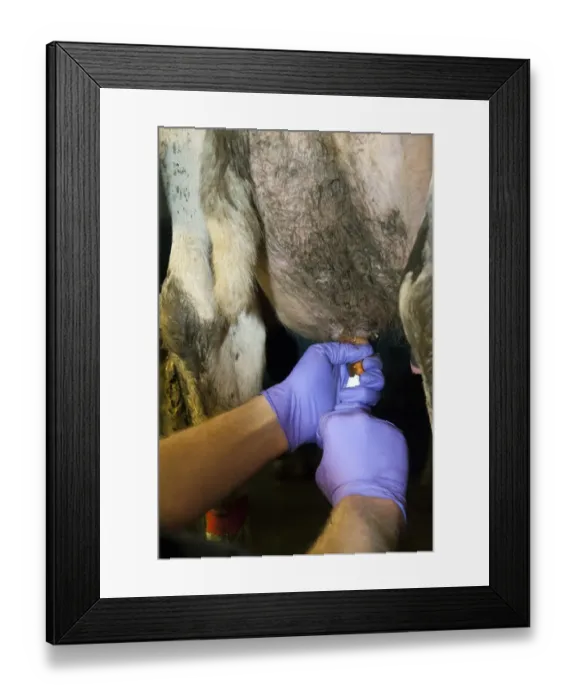 Framed Print : Dairy farming, farmer inserting antibiotic tube into cow teat to treat an udder infection, in milking parlour, England Framed Print : Dairy farming, farmer inserting antibiotic tube into cow teat to treat an udder infection, in milking parlour, England