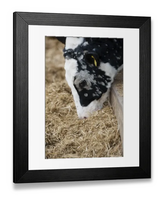 Framed Print : Dairy farming, young dairy heifer, with Ringworm infection, feeding on silage, North Yorkshire, England, November Framed Print : Dairy farming, young dairy heifer, with Ringworm infection, feeding on silage, North Yorkshire, England, November