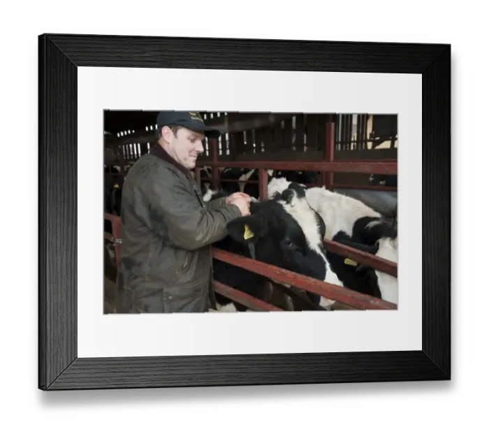 Framed Print : Dairy farming, herdsman putting electronic radio collar on cow, which detects when it is on heat, England, November Framed Print : Dairy farming, herdsman putting electronic radio collar on cow, which detects when it is on heat, England, November