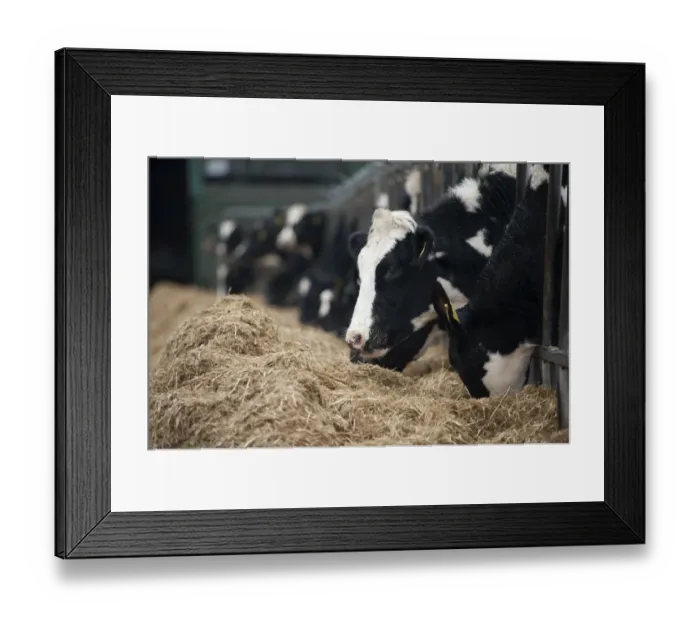 Framed Print : Dairy farming, dairy heifers, herd feeding on mixed silage ration through feed barrier, England, November Framed Print : Dairy farming, dairy heifers, herd feeding on mixed silage ration through feed barrier, England, November