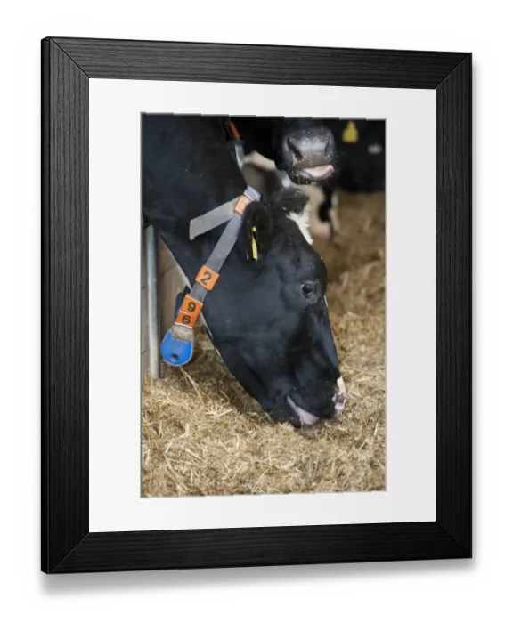 Framed Print : Dairy farming, dairy cow, with radio identification collar, feeding on mixed silage ration through feed barrier Framed Print : Dairy farming, dairy cow, with radio identification collar, feeding on mixed silage ration through feed barrier