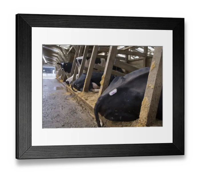 Framed Print : Dairy farming, Holstein dairy cows, with heat detector on back of one, resting in wooden cubicle house Framed Print : Dairy farming, Holstein dairy cows, with heat detector on back of one, resting in wooden cubicle house