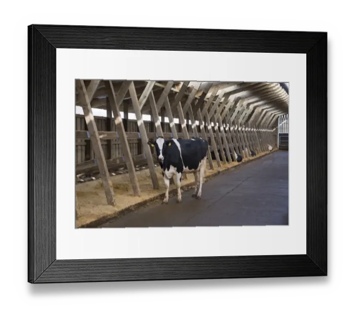 Framed Print : Dairy farming, Holstein dairy cows, standing in wooden cubicle house, North Yorkshire, England, March Framed Print : Dairy farming, Holstein dairy cows, standing in wooden cubicle house, North Yorkshire, England, March