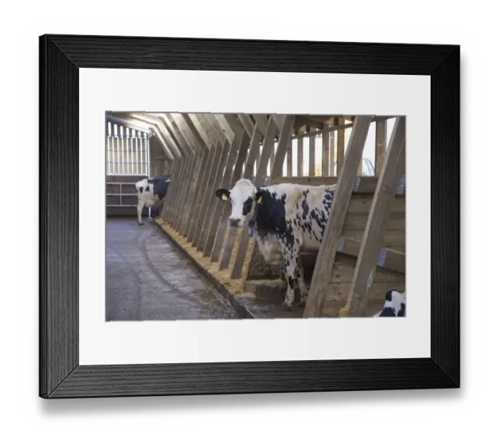 Framed Print : Dairy farming, Holstein dairy cows, standing in wooden cubicle house, North Yorkshire, England, March Framed Print : Dairy farming, Holstein dairy cows, standing in wooden cubicle house, North Yorkshire, England, March