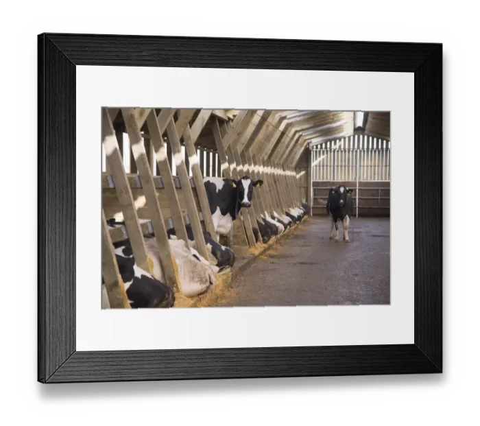 Framed Print : Dairy farming, Holstein dairy cows, standing and resting in wooden cubicle house, North Yorkshire, England, March Framed Print : Dairy farming, Holstein dairy cows, standing and resting in wooden cubicle house, North Yorkshire, England, March