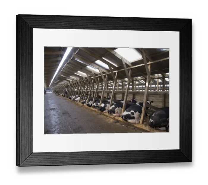 Framed Print : Dairy farming, Holstein dairy cows, resting in wooden cubicle house, North Yorkshire, England, March Framed Print : Dairy farming, Holstein dairy cows, resting in wooden cubicle house, North Yorkshire, England, March