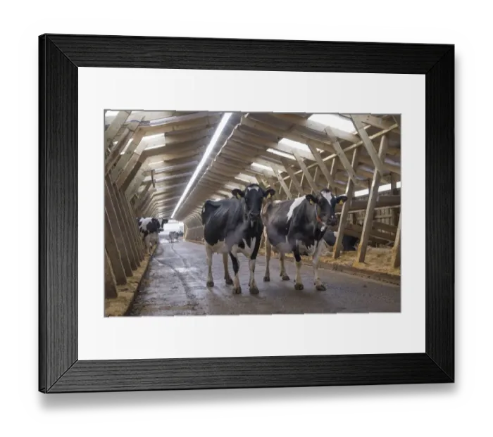 Framed Print : Dairy farming, Holstein dairy cows, standing in wooden cubicle house, North Yorkshire, England, March