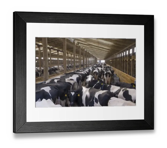 Framed Print : Dairy farming, Holstein dairy cows, herd standing in wooden cubicle house, North Yorkshire, England, March Framed Print : Dairy farming, Holstein dairy cows, herd standing in wooden cubicle house, North Yorkshire, England, March
