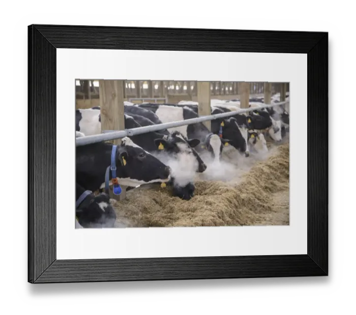 Framed Print : Dairy farming, Holstein dairy cows, wearing collars, herd feeding on total mixed ration (TMR) in wooden cubicle house Framed Print : Dairy farming, Holstein dairy cows, wearing collars, herd feeding on total mixed ration (TMR) in wooden cubicle house