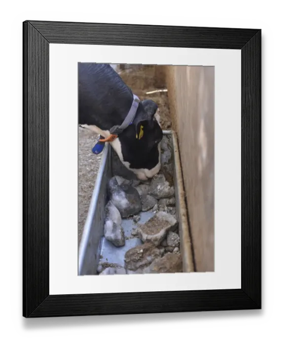 Framed Print : Dairy farming, Holstein dairy cow, wearing collar, close-up of head, licking mineral block from trough in wooden Framed Print : Dairy farming, Holstein dairy cow, wearing collar, close-up of head, licking mineral block from trough in wooden