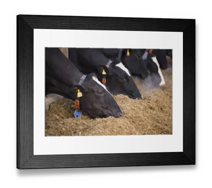 Framed Print : Dairy farming, Holstein dairy cows, wearing collars, close-up of heads, herd feeding on total mixed ration (TMR) Framed Print : Dairy farming, Holstein dairy cows, wearing collars, close-up of heads, herd feeding on total mixed ration (TMR)