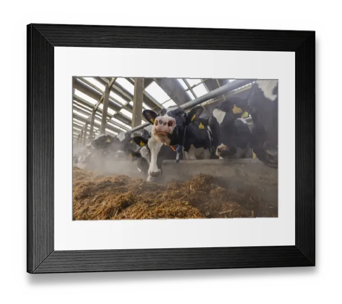 Framed Print : Dairy farming, Holstein dairy cows, wearing collars, herd feeding on total mixed ration (TMR) in wooden cubicle house Framed Print : Dairy farming, Holstein dairy cows, wearing collars, herd feeding on total mixed ration (TMR) in wooden cubicle house