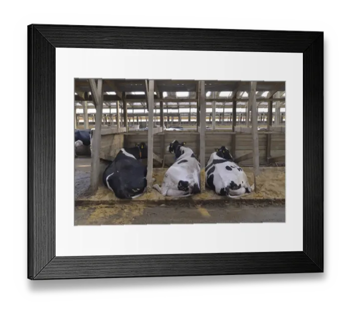 Framed Print : Dairy farming, Holstein dairy cows, resting in wooden cubicle house, North Yorkshire, England, March