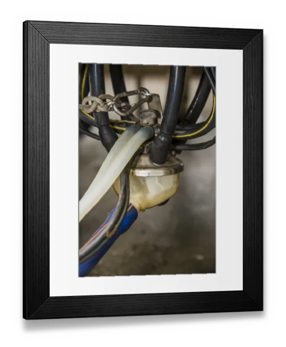 Framed Print : Dairy farming, close-up of milking cluster during milking in Alpha Laval 50 point rotary parlour, Lancashire, England Framed Print : Dairy farming, close-up of milking cluster during milking in Alpha Laval 50 point rotary parlour, Lancashire, England