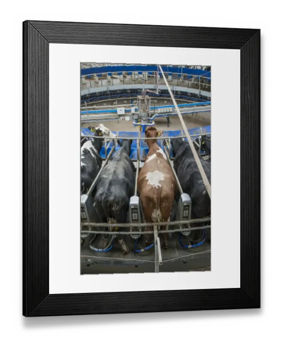 Framed Print : Dairy farming, Holstein dairy cows being milked in Alpha Laval 50 point rotary parlour, Lancashire, England, April Framed Print : Dairy farming, Holstein dairy cows being milked in Alpha Laval 50 point rotary parlour, Lancashire, England, April