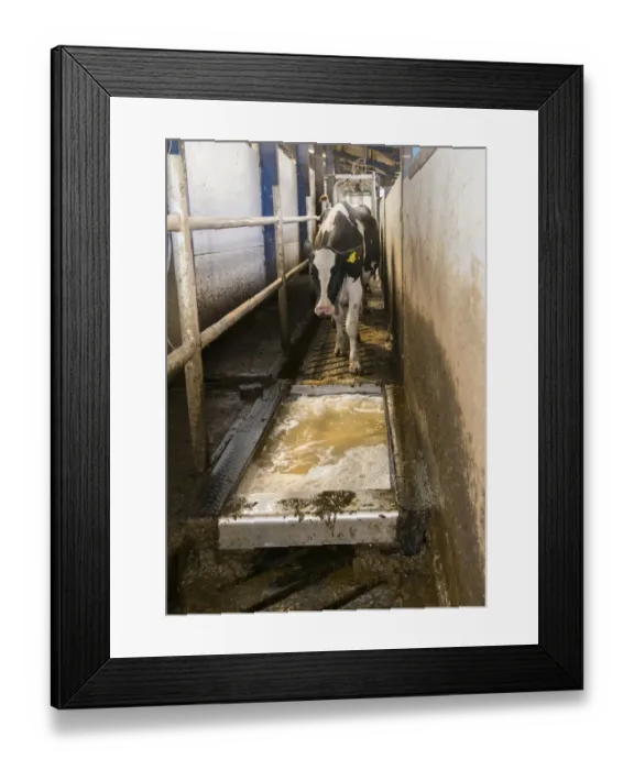 Framed Print : Dairy farming, Holstein cows going through formaldehyde footbath after milking in Alpha Laval 50 point rotary parlour Framed Print : Dairy farming, Holstein cows going through formaldehyde footbath after milking in Alpha Laval 50 point rotary parlour
